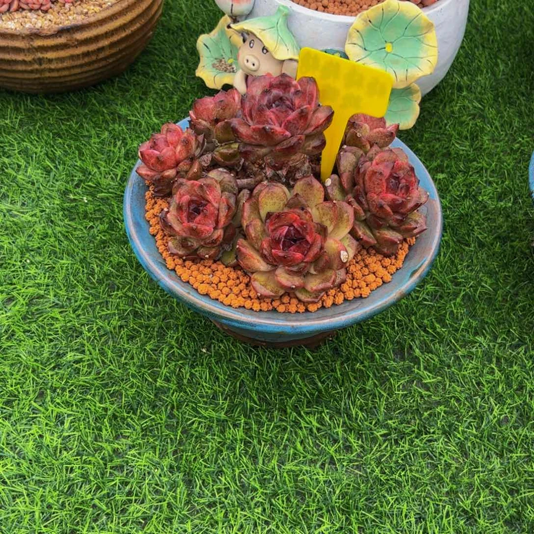 飞*黑水晶手捧花多肉