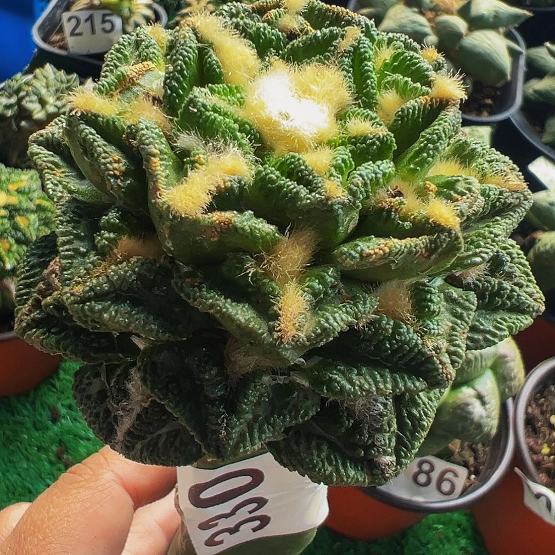 无花朵深隔尤辛顿牡丹330