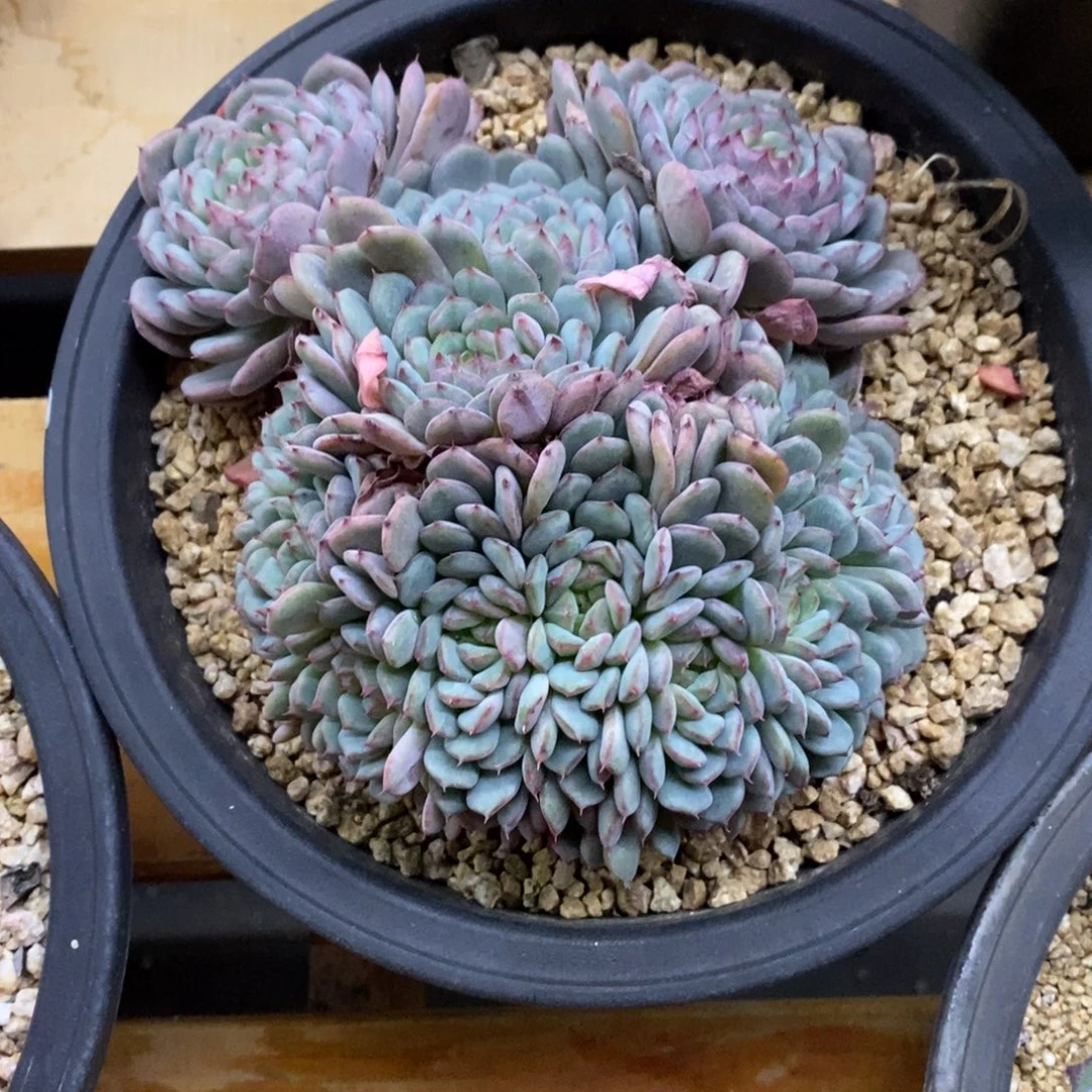 精品多肉一物一拍不包整198