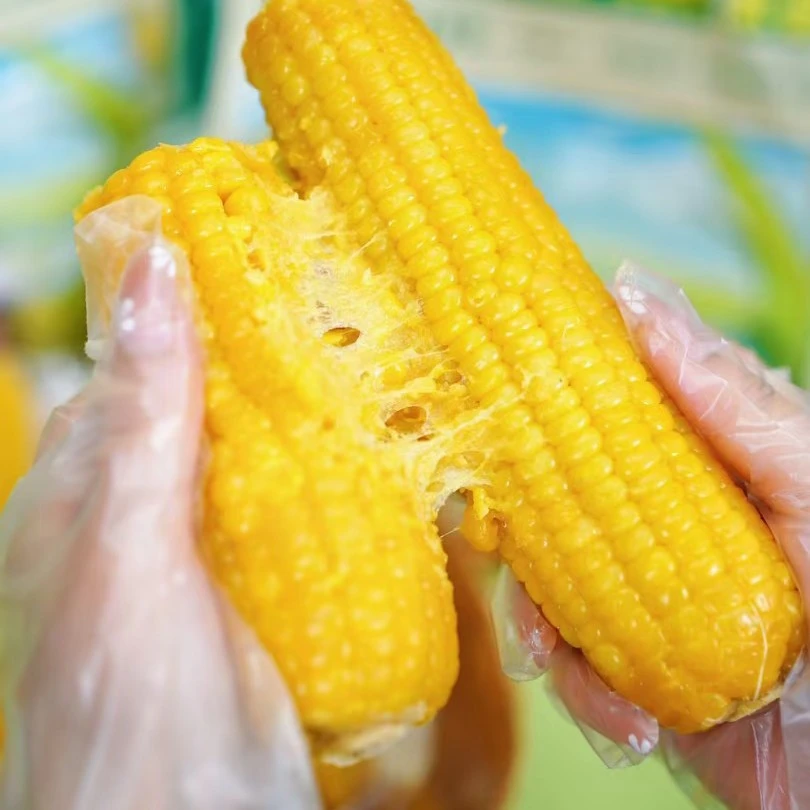 巴盟糯玉米万糯8号拍一发八