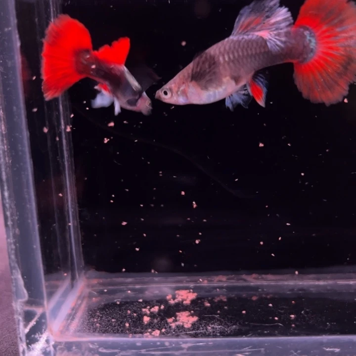 孔雀鱼刘金花蝴蝶1对