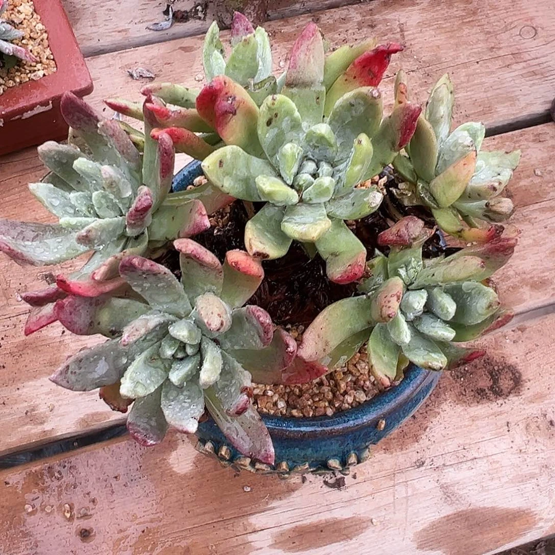 7709绿菊苹果叶仙女