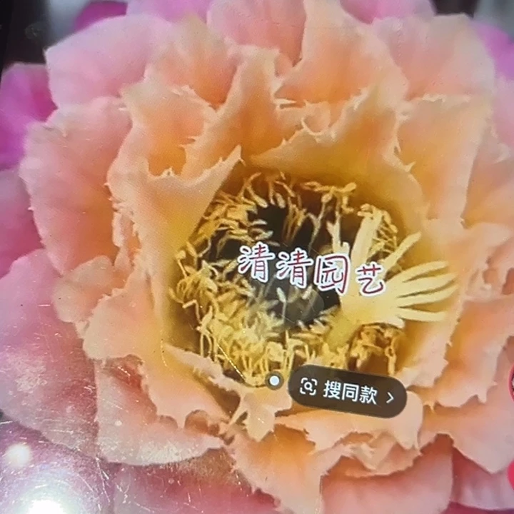 清清704根瑕疵有黑点