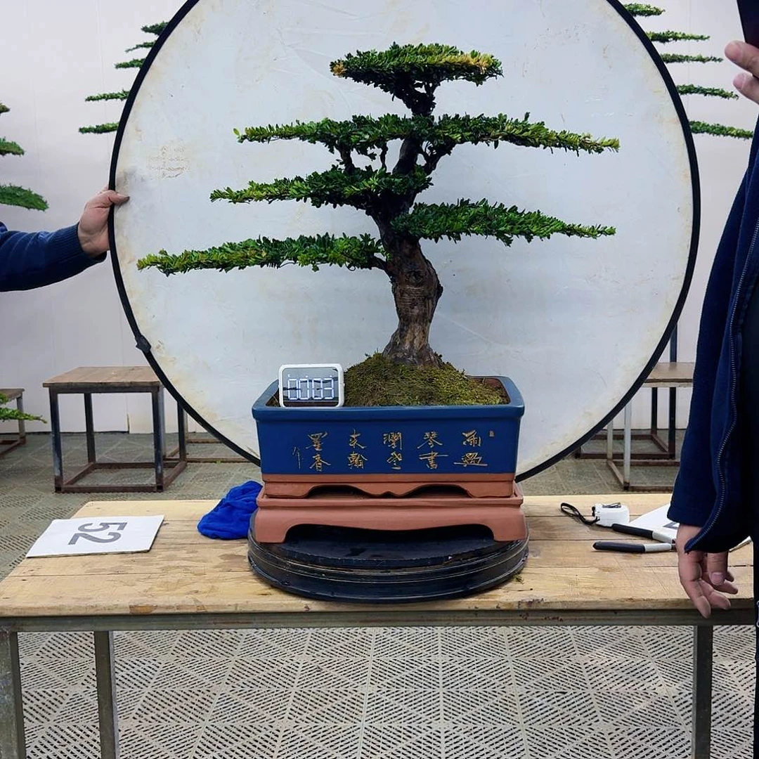 盆景珍珠红芽罗汉松