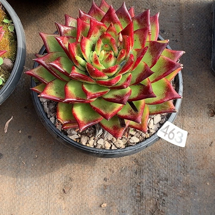 463 一物一拍多肉