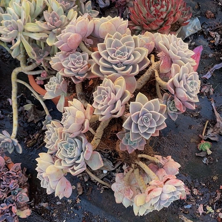 哈利沃森老桩19.8多肉，断头不售后