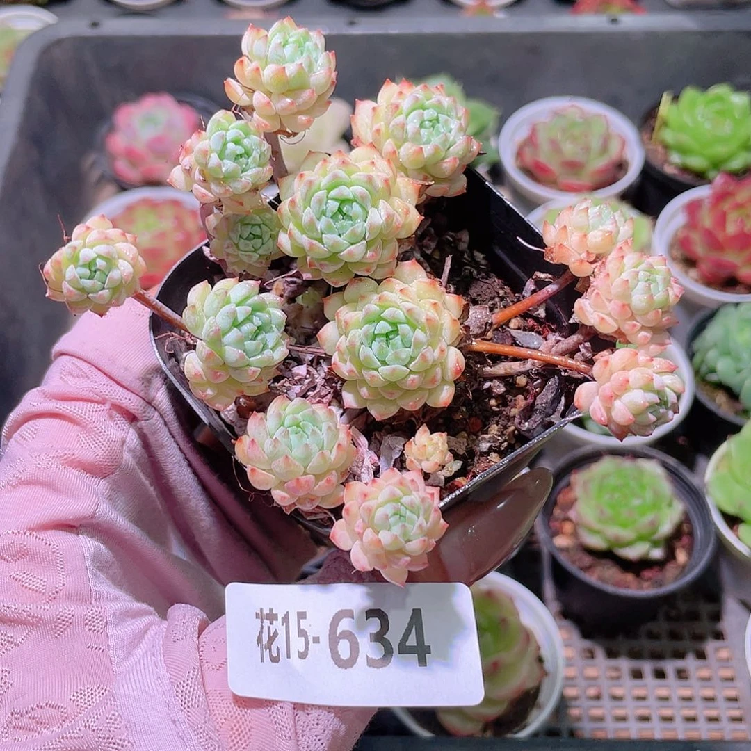 花利美15-634小粉莓