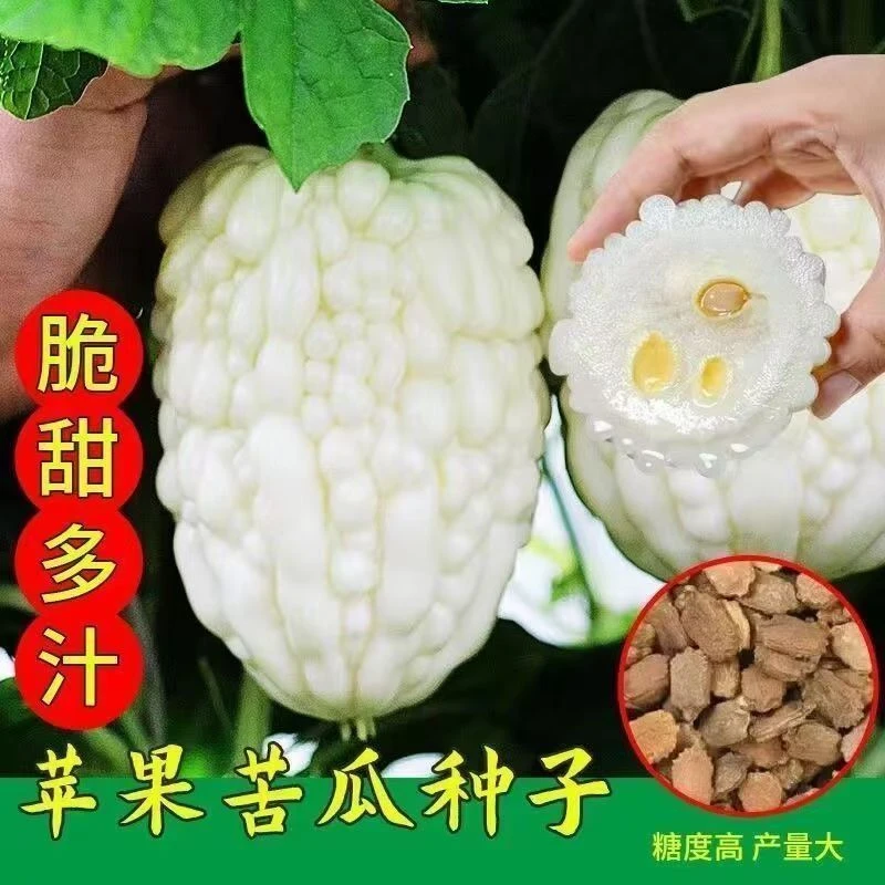 苹果苦瓜种子四季甘甜水果苦瓜种子苹果苦瓜种子蔬菜种子