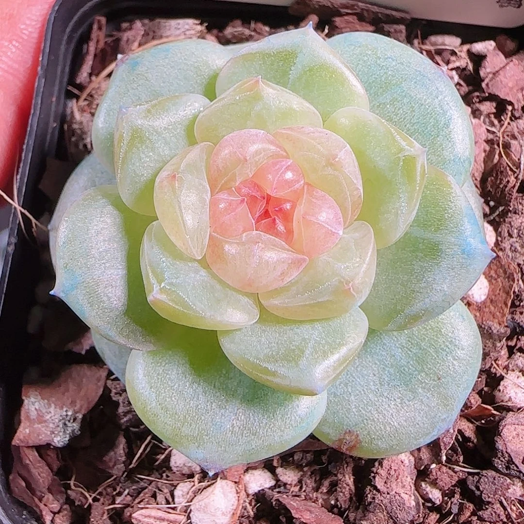 1004—-43bl-4一物一拍