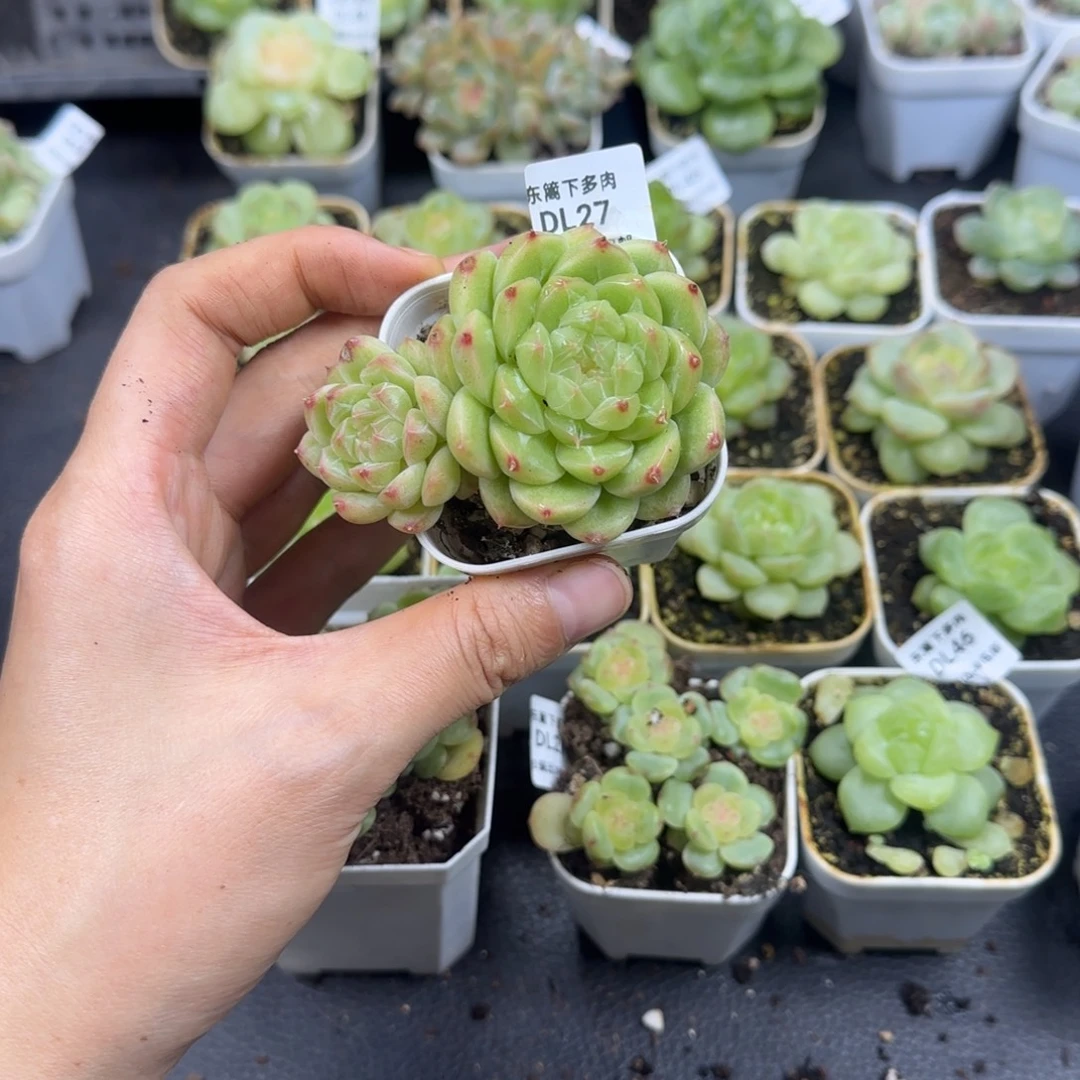 27东篱下多肉植物哈哈哈