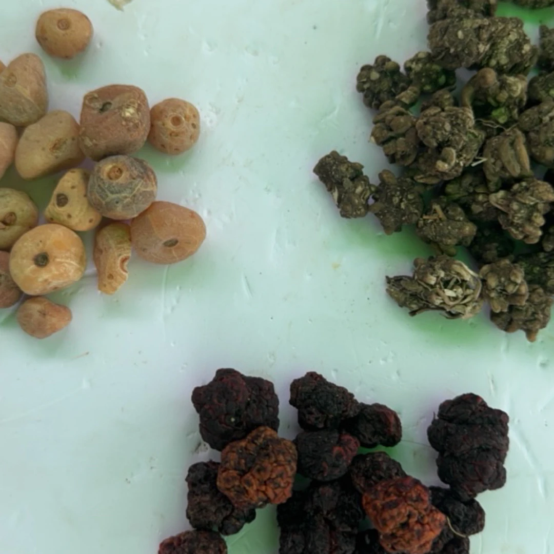 云南高山高海拔玉皇丹  搭配猫爪草帝王果