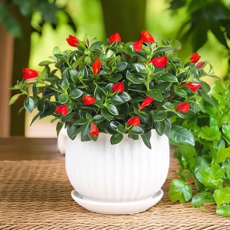 土培金鱼吊兰盆栽带花苞发货基地原盆原土发货室内好养耐旱的花卉