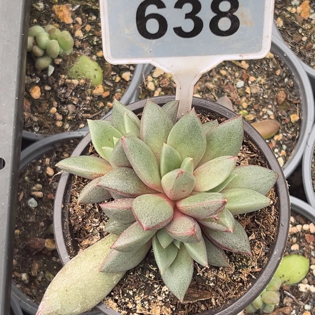 多肉植物狼牙群638