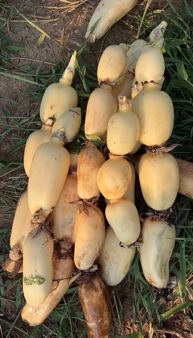 农家新鲜藕 农家山货