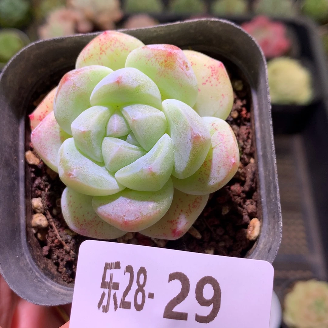 乐然28-29 冰玉单头