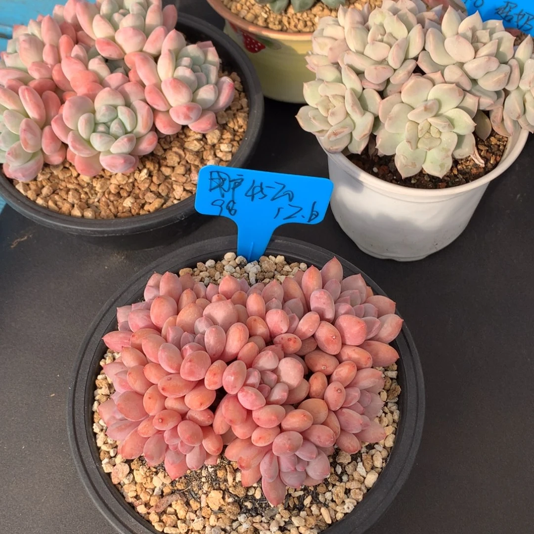 用***0我们家的小仙女们