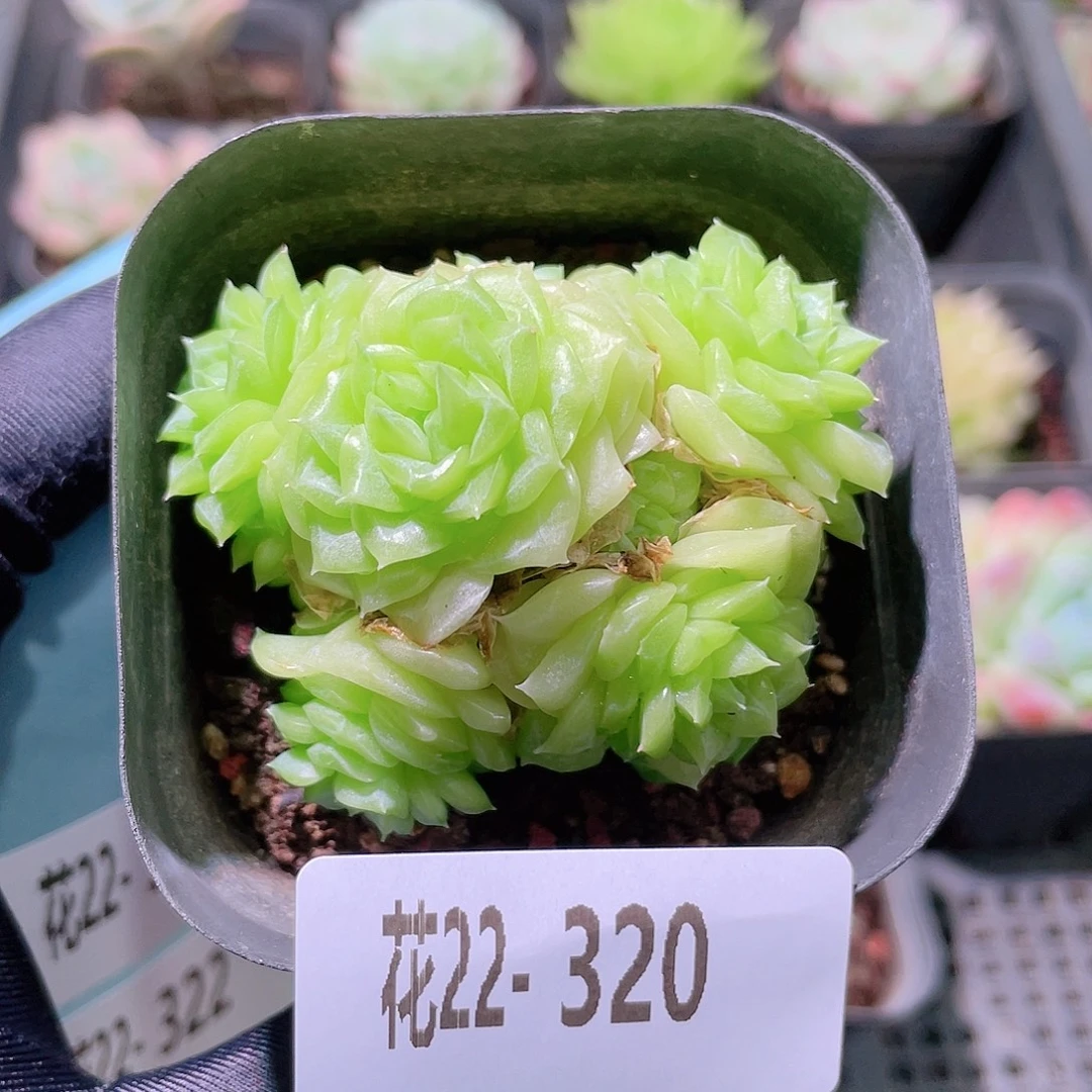 花利美22-320白天鹅