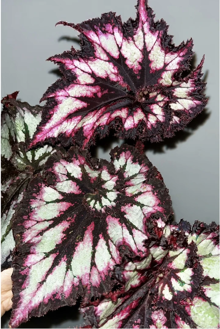 植物时光秋海棠合集室内外好养活耐阴湿观赏绿植观叶绿植