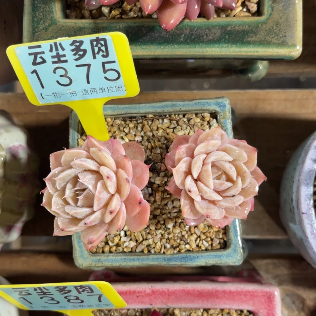 ：***生云尘多肉一物一拍1375不含盆，