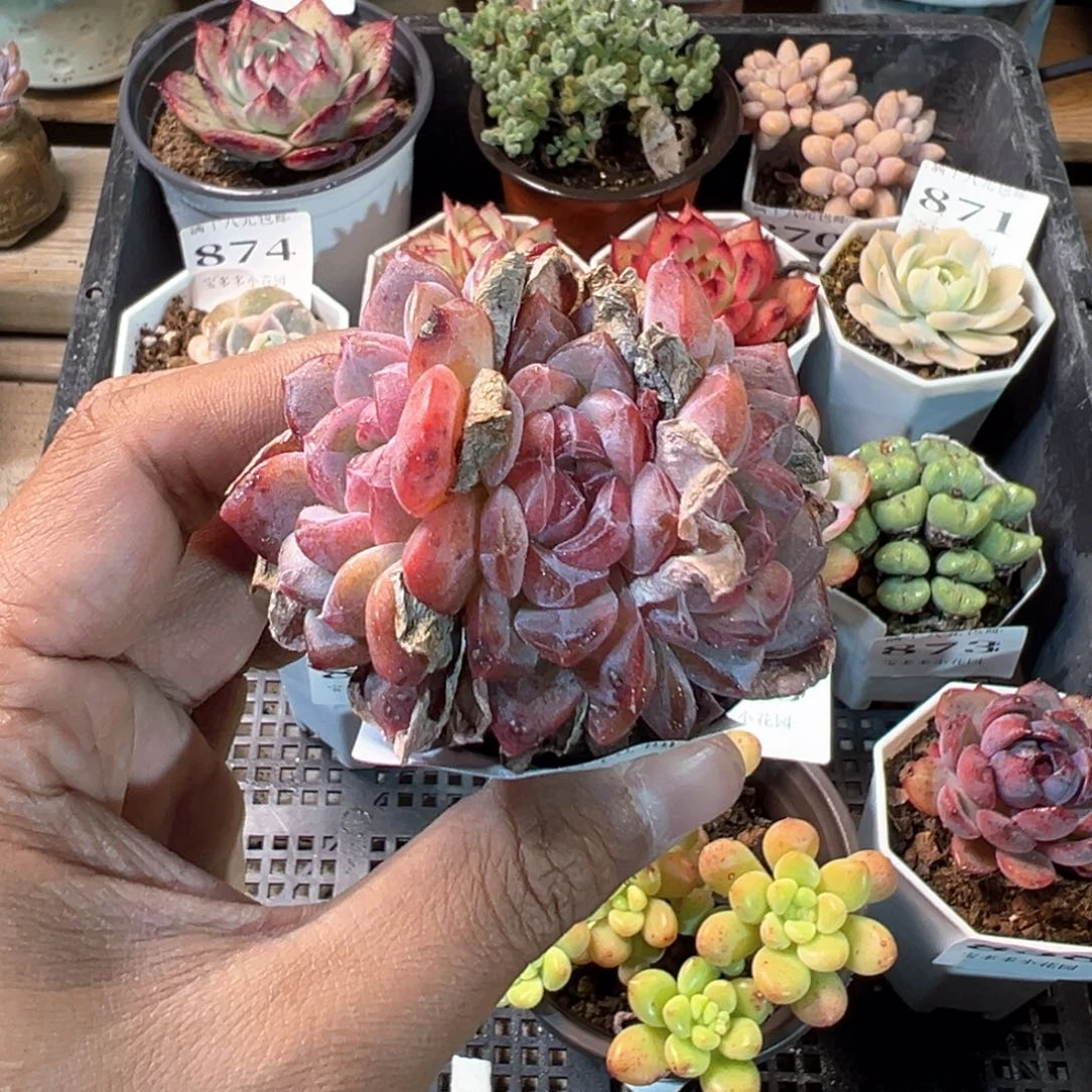 841号一字马三头群红琥珀一物一拍满18包邮