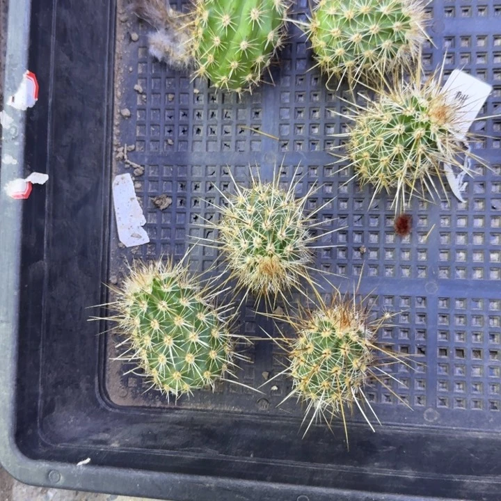 6司虾歪3公分左右无根侧牙，20包邮