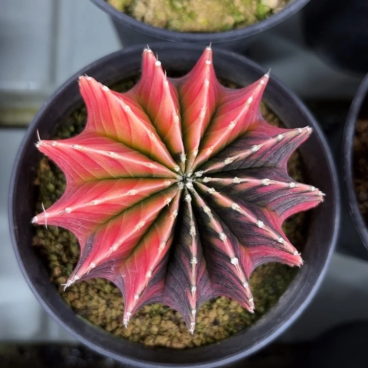 1-0619黑暗之眼多肉现货