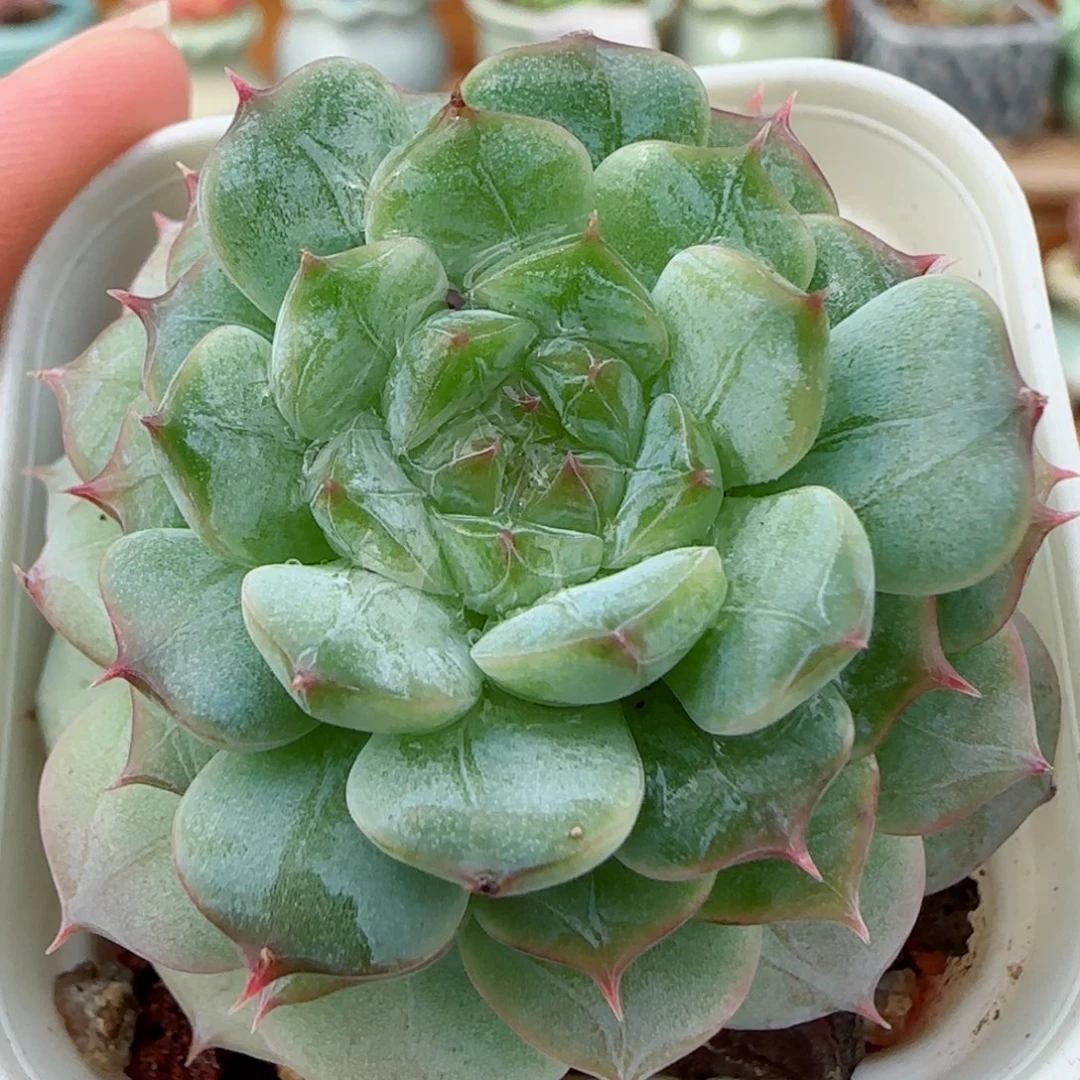花语逸镜1019-277溏心珍妮