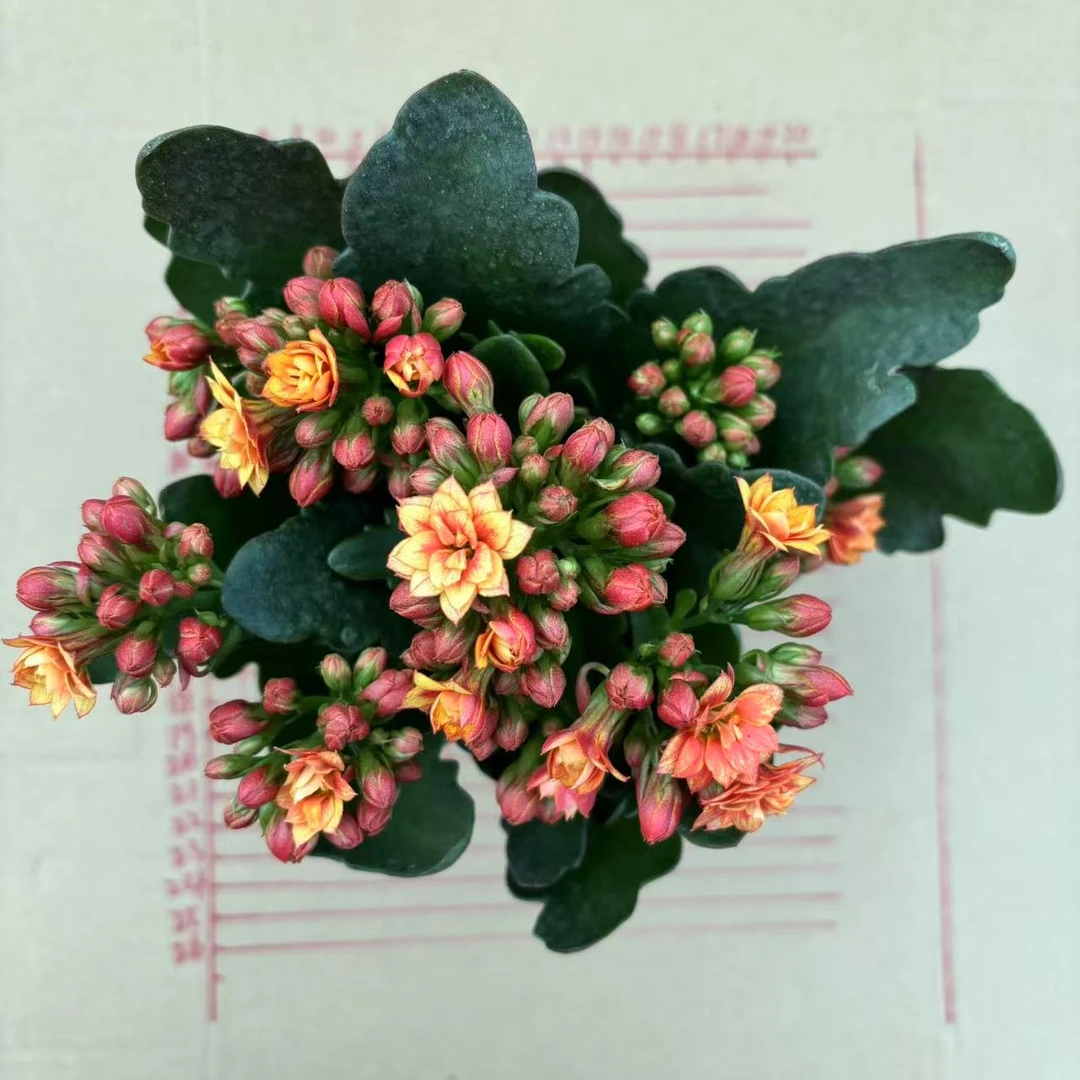 长寿花盆栽大花五彩石长寿花盆栽大花11cm盆径长寿花