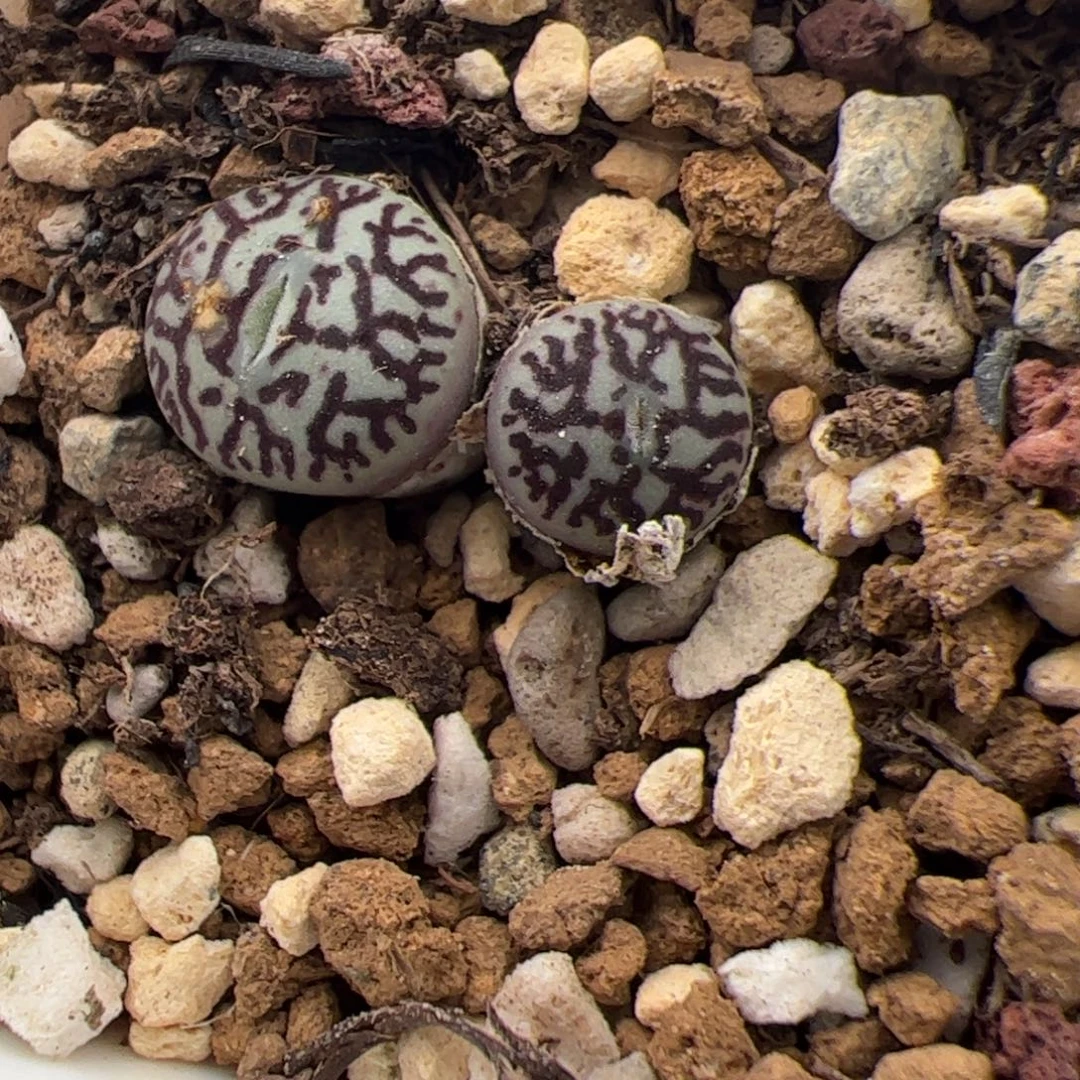 0216号墨 多肉植物