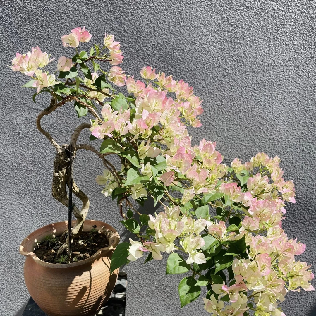 三角梅老桩盆景阳台庭院种植一物一拍