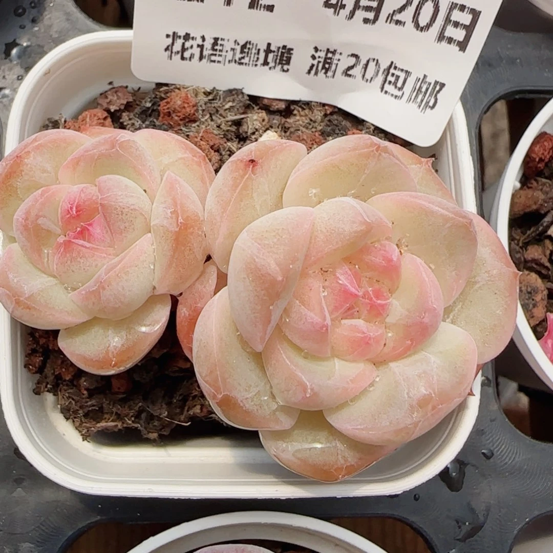 花语逸镜0420-212