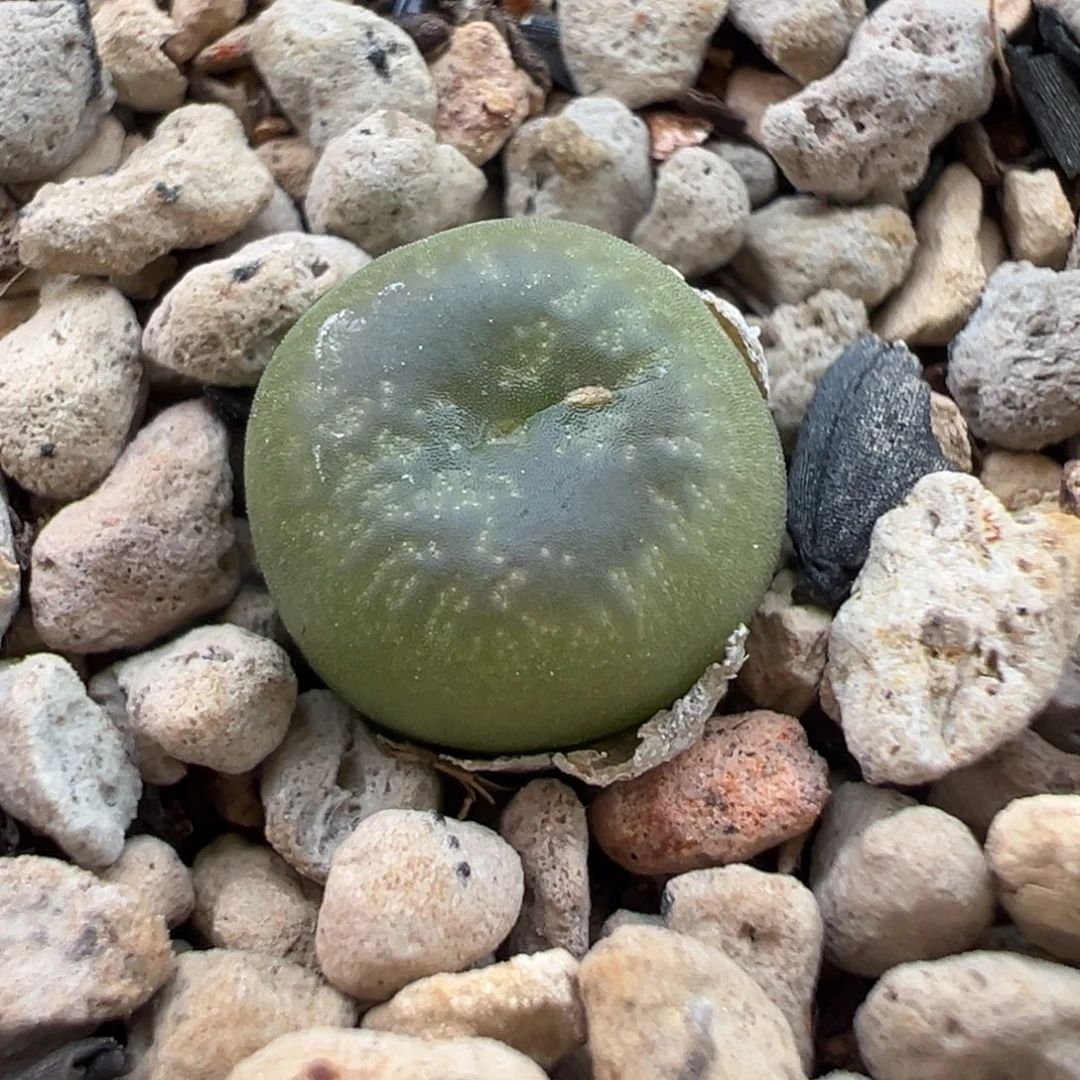拉登杂拉登杂满窗带流水