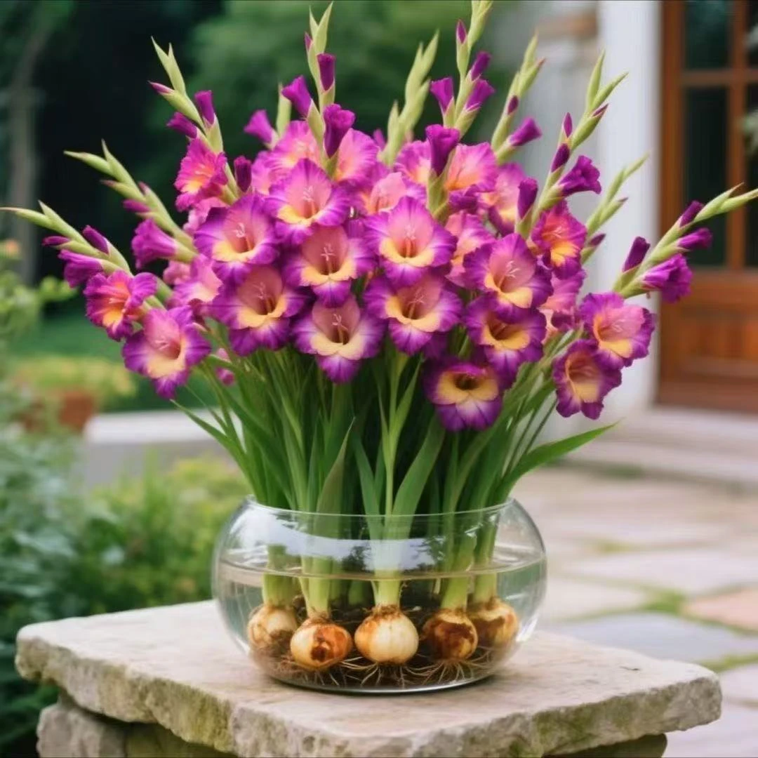 【浓香型】水培土培仙丽球盆栽好养室内外四季开耐寒耐热花卉绿植