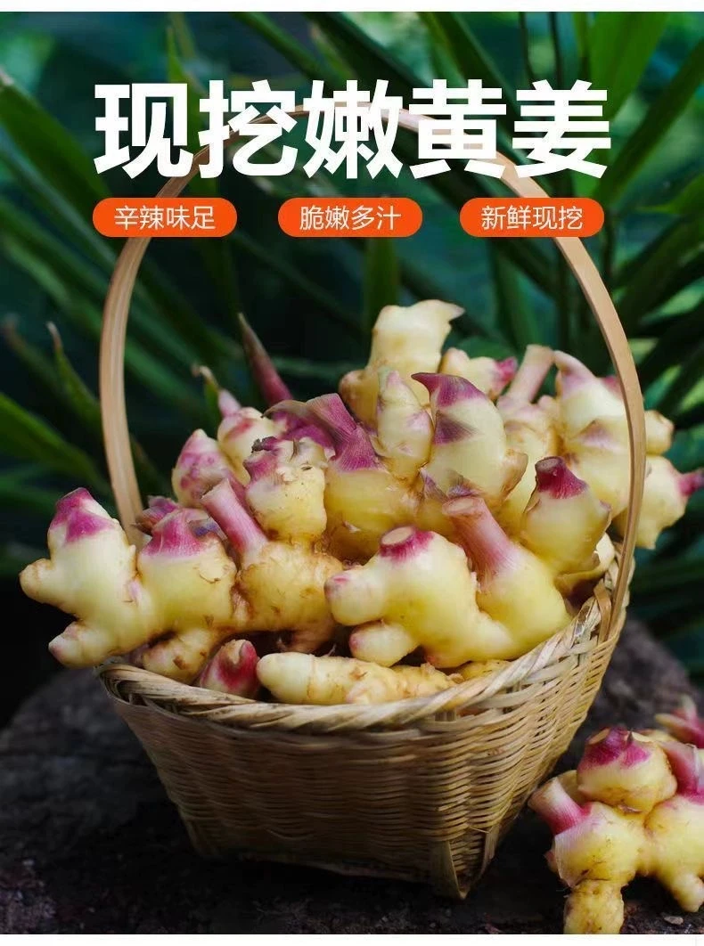 [新鲜嫩姜]2025年云南新鲜现挖小黄姜泡姜腌制姜当季头茬生姜