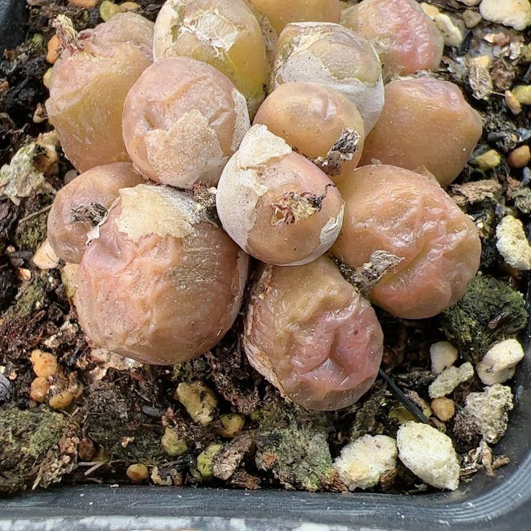 【闪购商品】327 烧麦