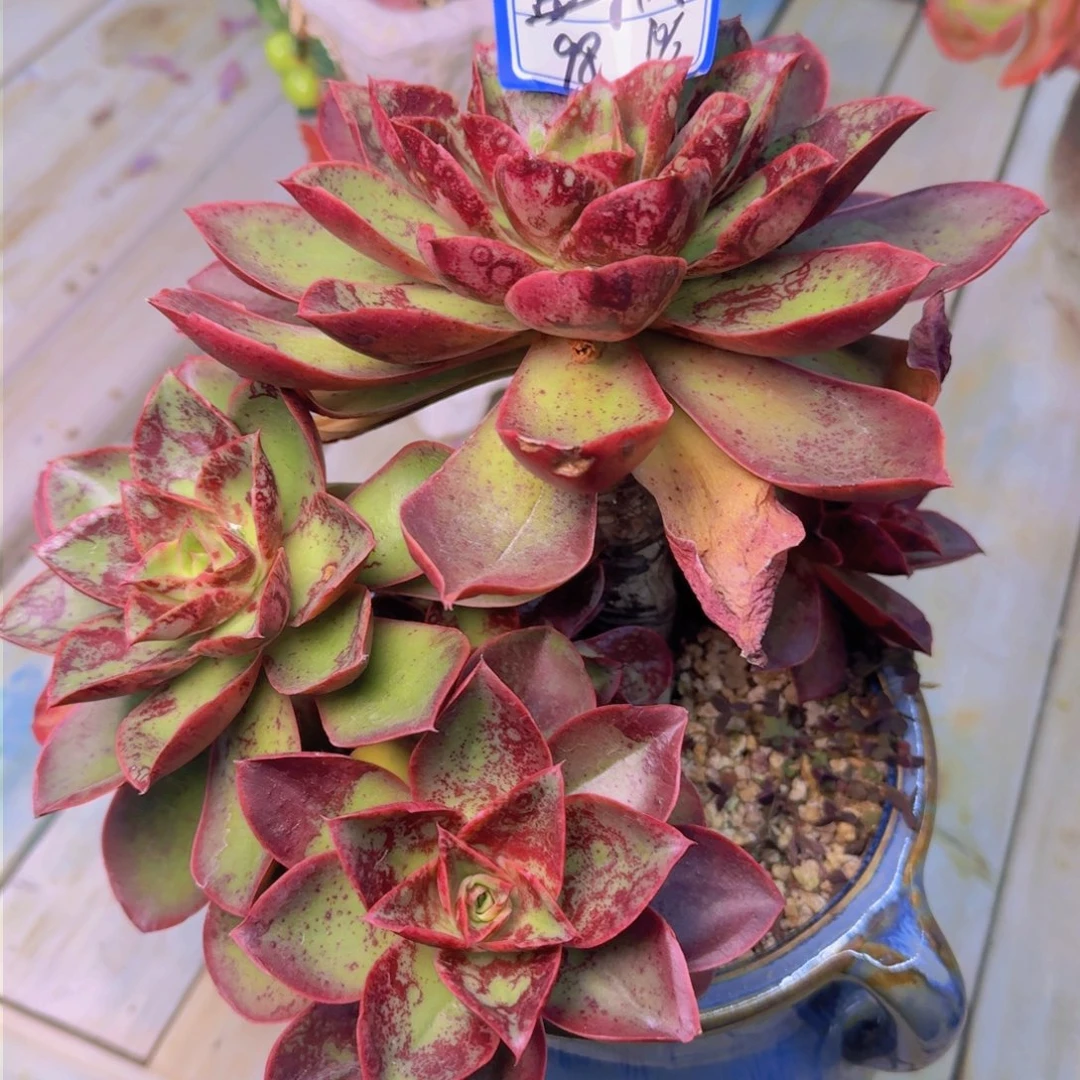 沧**枫蓝枫不知名凡艺多肉