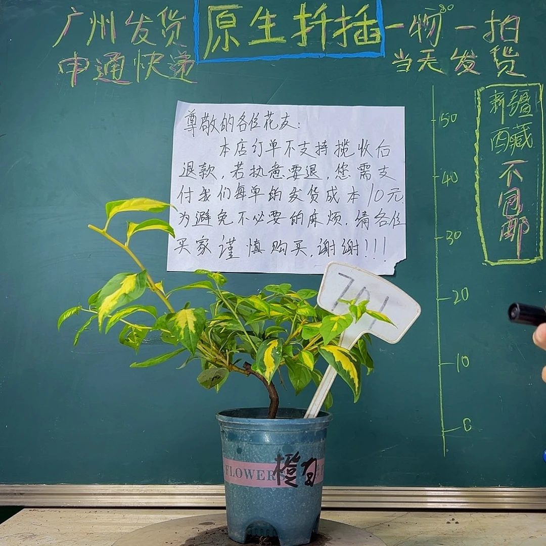 当前无花栽培后可以开花 福利 弯杆  金心橙白  701