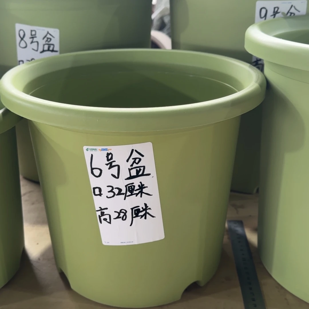 塑料四季6号果绿6个带拖