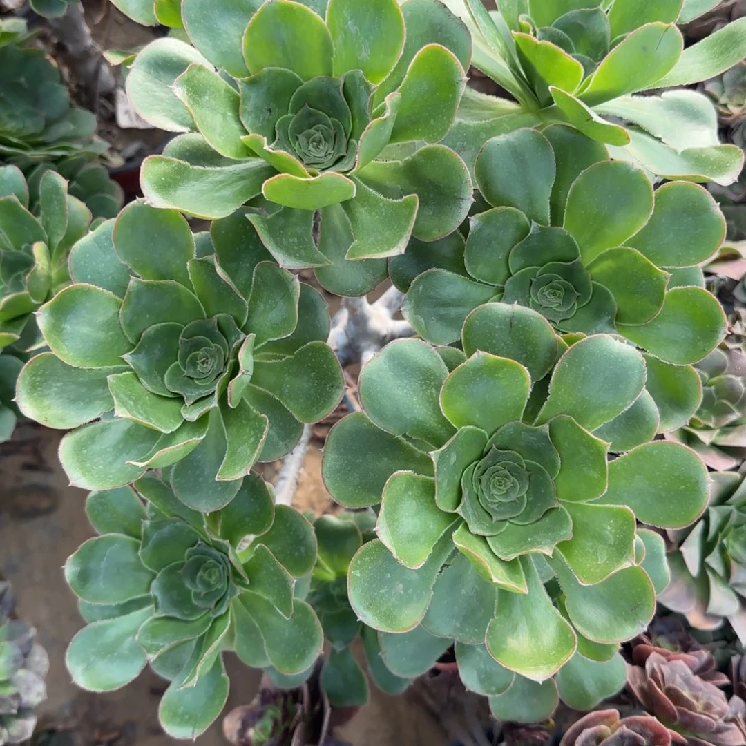 四年艳姿朵朵嫁接首选抱包邮