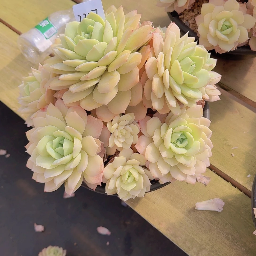 飞**天2327恋曲多肉植物