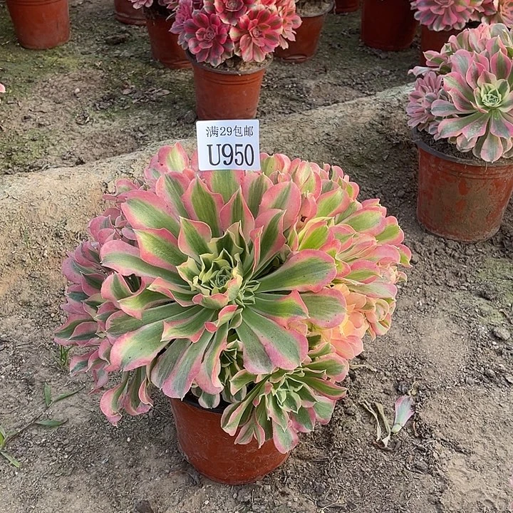 950白凤    多肉植物