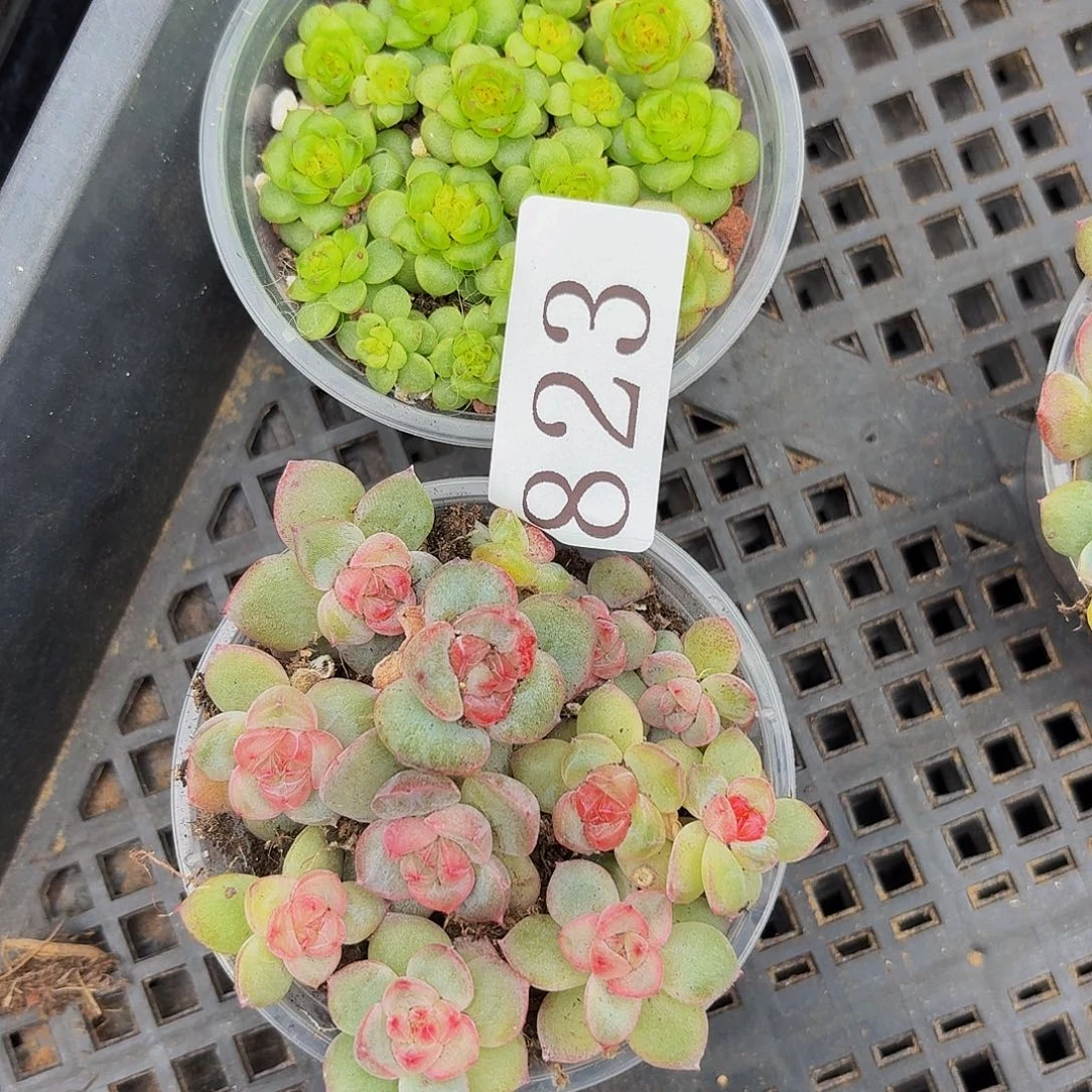 ?****?多肉植物多肉植物823