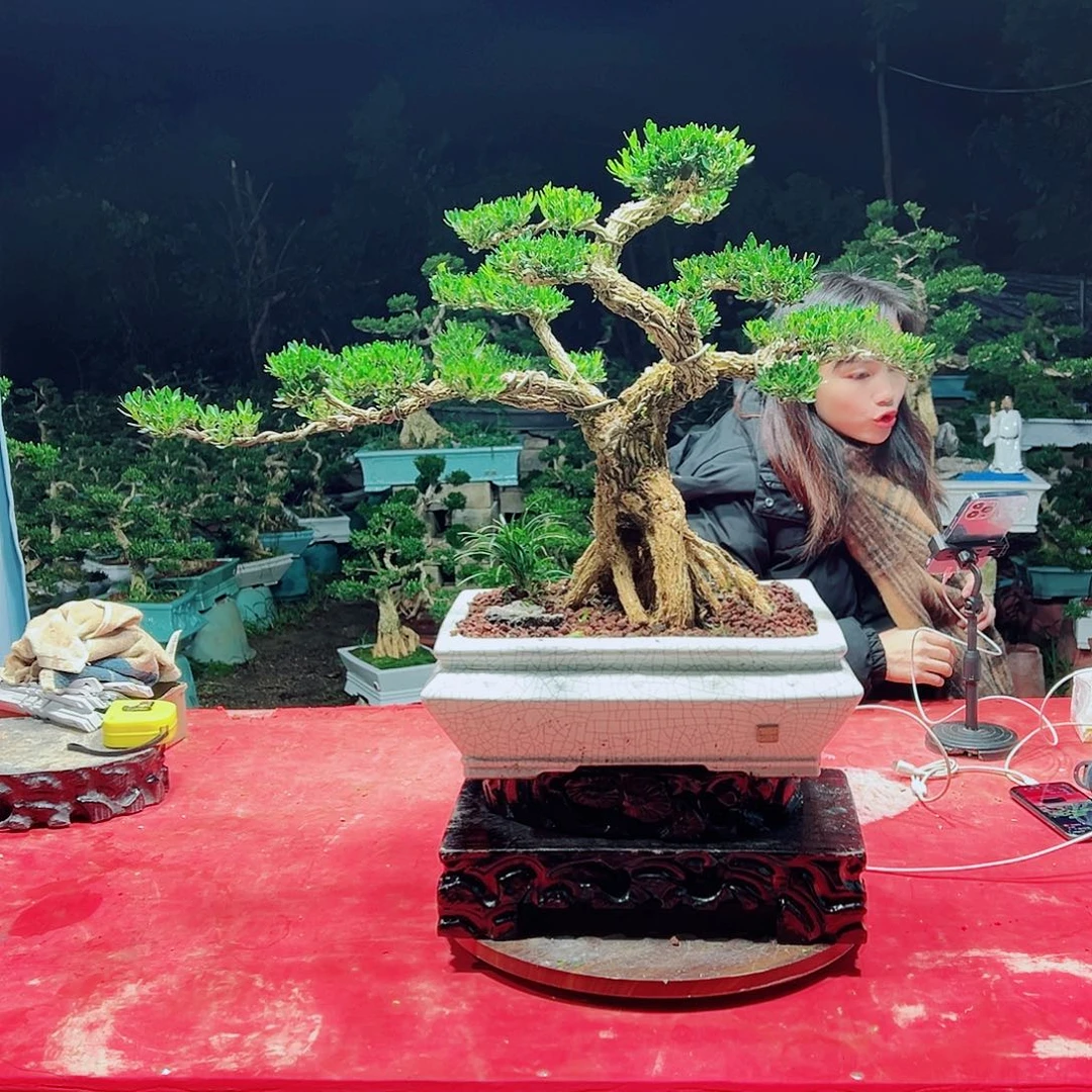 无花朵广东黄杨盆景