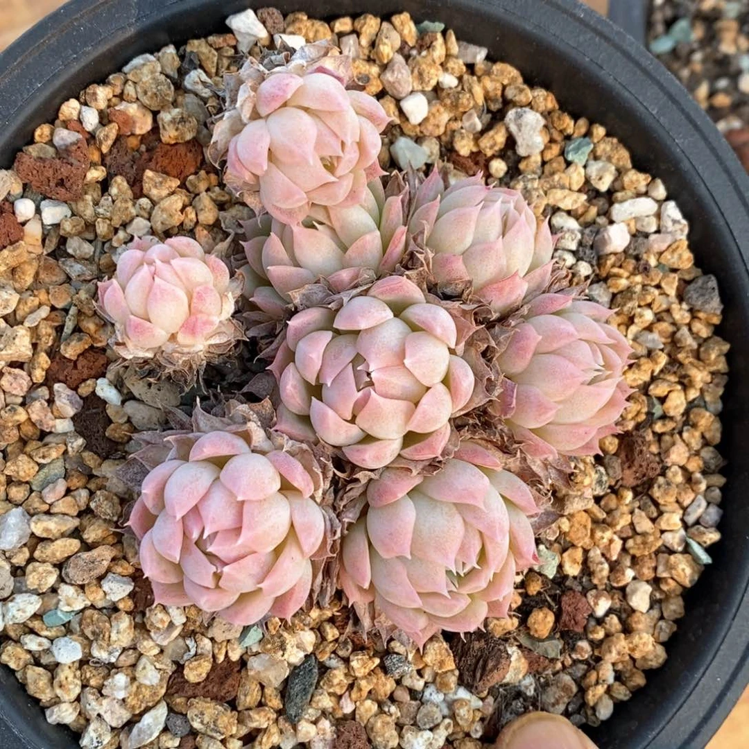 精品多肉一物一拍不包整054