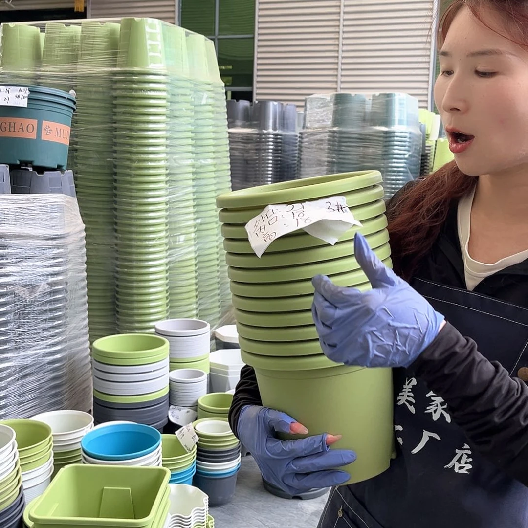 四季盆3果绿色10个无托