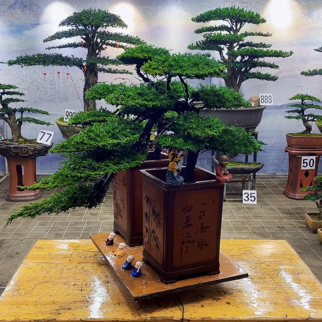 盆景盆景造型龙爪松盆景