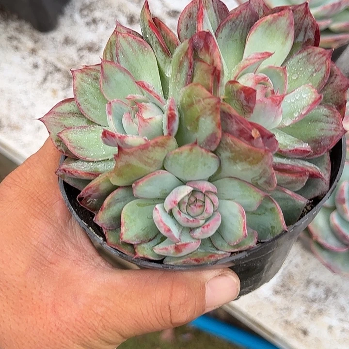 时***转惊鸿一物一拍包装收缩花旱