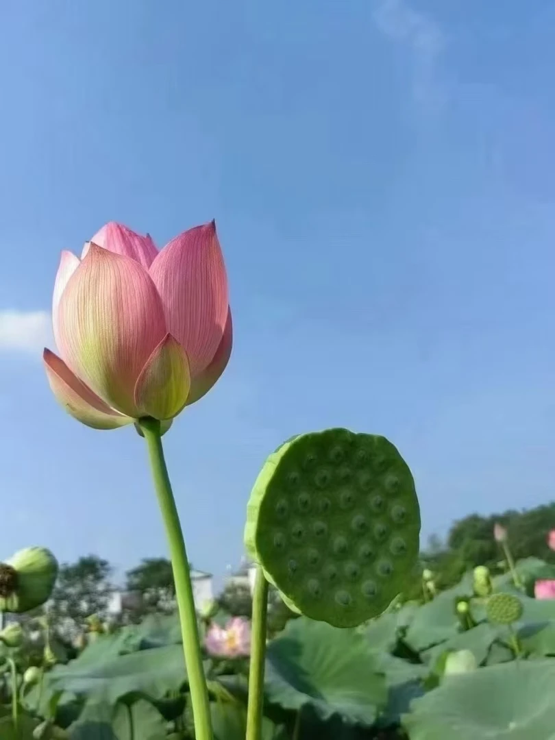 湖北应季莲蓬现摘现发