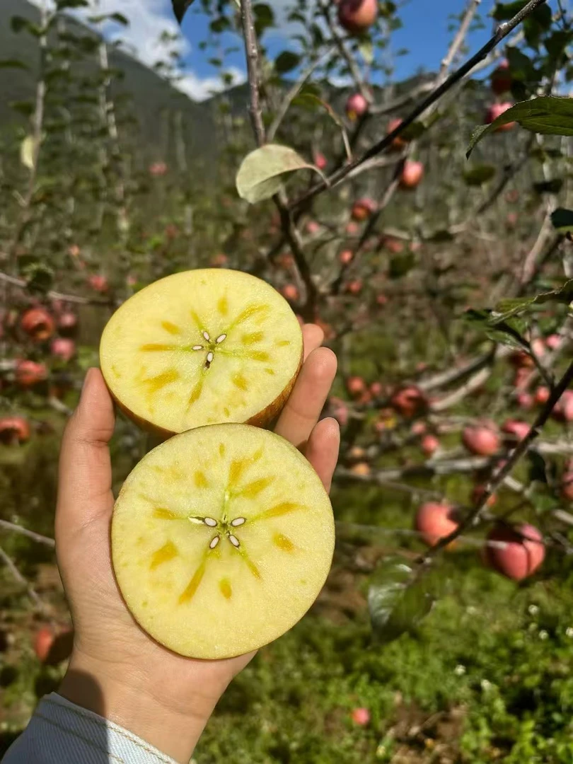 丽江拉市高原文旅正宗脆甜丑苹果口感多汁燕冬萍