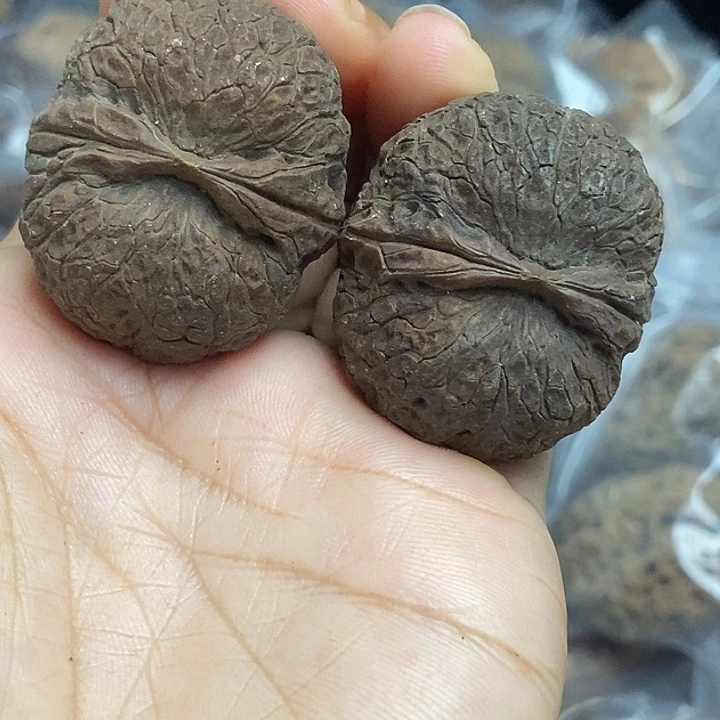 木质类云南铁核桃基地4